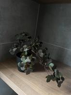 Nep plant, Huis en Inrichting, Ophalen of Verzenden, Zo goed als nieuw