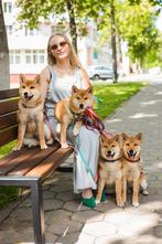 A purebred, sweet Shiba Inu girl without flaws, Dieren en Toebehoren, Honden | Poolhonden, Keeshonden en Oertypen, Fokker | Hobbymatig
