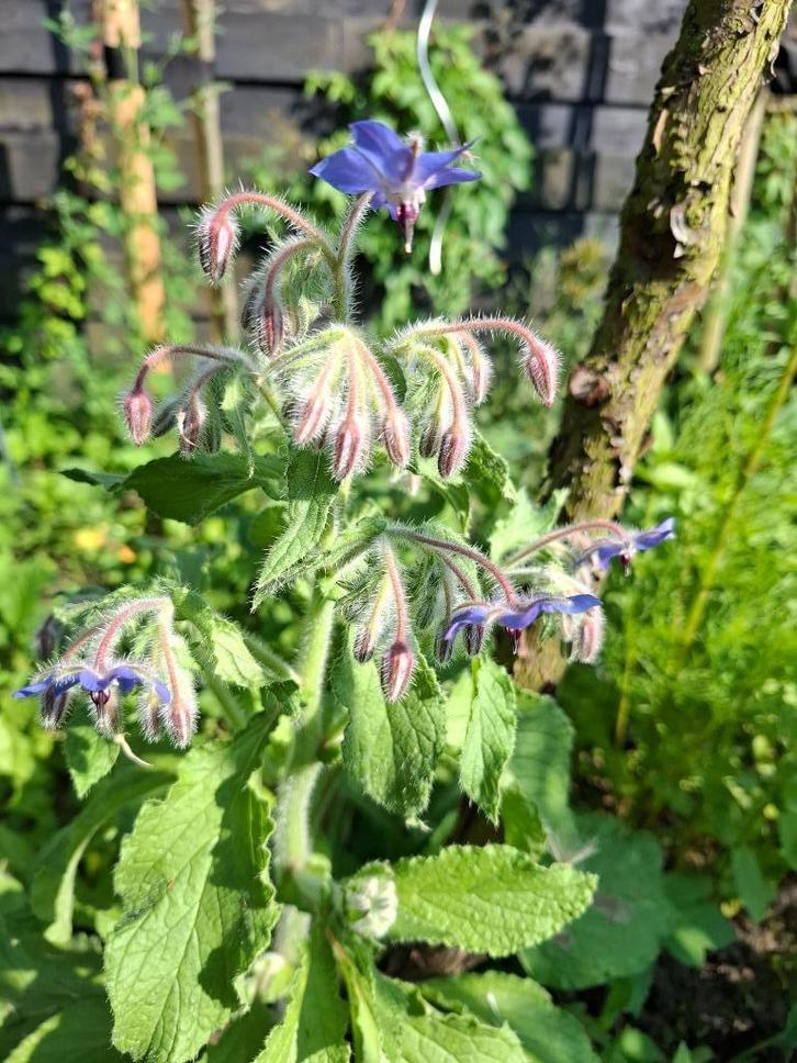 Komkommerkruid, Tuin en Terras, Bloembollen en Zaden, Zaad, Voorjaar, Volle zon, Ophalen of Verzenden