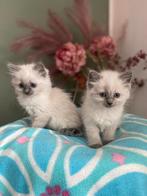 *** Ragdoll Kittens ***, Dieren en Toebehoren, Kater, Gechipt, 0 tot 2 jaar