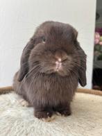 Lief minilop konijntje, Mannelijk, Dwerg