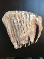 mammoetkies, Verzamelen, Ophalen of Verzenden, Fossiel