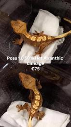 Poss 3.0.1 50% Het Axanthic wimpergekko baby's, Dieren en Toebehoren, Reptielen en Amfibieën, Hagedis, Met terrarium, 0 tot 2 jaar