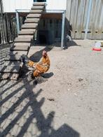 Sabelpootkriel, Dieren en Toebehoren, Mannelijk, Kip