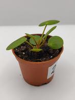Pilea peperomiodes mojito stekje 2, Ophalen, Overige soorten, Halfschaduw, Minder dan 100 cm