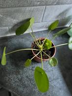 Philodendron pilea pannenkoekenplant stekken geworteld, Ophalen of Verzenden, In pot, Halfschaduw, Minder dan 100 cm