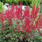 Rode astilbe  (pluimspirea), Vaste plant, Halfschaduw, Zomer, Ophalen