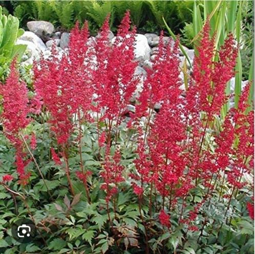 Rode astilbe  (pluimspirea), Tuin en Terras, Planten | Tuinplanten, Vaste plant, Overige soorten, Halfschaduw, Zomer, Ophalen