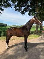 Tuigpaard, Dieren en Toebehoren, Paarden, Merrie