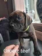 Nog  1 teefje canecorso pups, Parvo, Overige rassen, 8 tot 15 weken, Meerdere