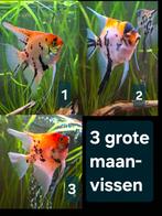 3 x grote maanvis, maanvissen, Dieren en Toebehoren, Vissen | Aquariumvissen, Vis, Zoetwatervis