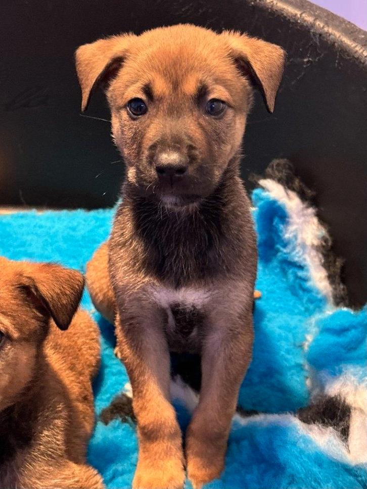 ACE: Axxel, sociaal met mensen en andere honden, Dieren en Toebehoren, Honden | Niet-rashonden, Middel, Reu, Particulier, Eén hond