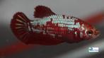 Betta Plakat Female, Vis, Zoetwatervis