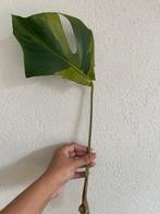 Monstera mint variegata large form stekje, Overige soorten, Minder dan 100 cm, Ophalen of Verzenden, Halfschaduw