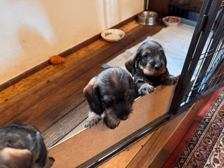 Teckel Ruwhaar standaard pups met stamboom, Dieren en Toebehoren, Honden | Teckels en Dashonden, Meerdere dieren, Ruwhaar, Standaard