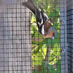 Botvinken, Meerdere dieren, Tropenvogel, Geringd