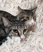 zeer lieve kittens (m/v) gesteril/gechip/ingeënt/ 11mnd, Meerdere dieren, Kortharig, 0 tot 2 jaar