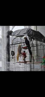 Koppel Valkparkieten + Grote kooi + Nestkast, Meerdere dieren, Parkiet