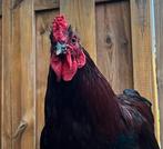 Kleurlegger, easter-egger jonge haantjes, Dieren en Toebehoren, Pluimvee, Mannelijk, Kip