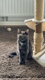 Een gezonde en prachtige poesje, Poes