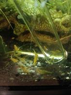 Gele garnalen, Kreeft, Krab of Garnaal
