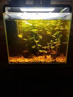 Aqaurium super fish 40 met onderkast, Dieren en Toebehoren, Vissen | Aquaria en Toebehoren, Ophalen, Zo goed als nieuw, Gevuld zoetwateraquarium