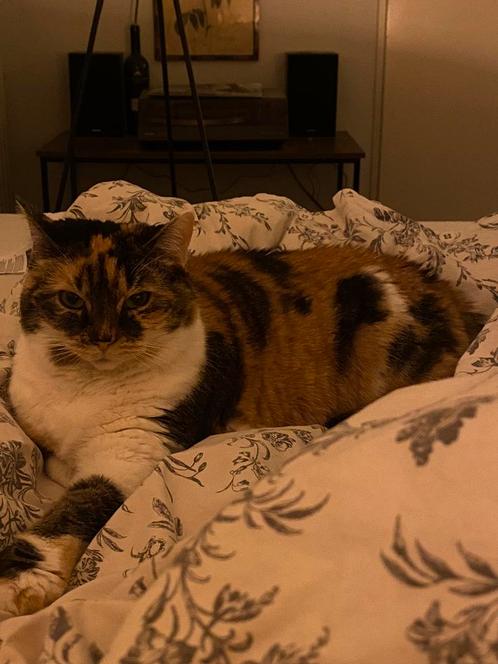 Kater 7 jaar, Dieren en Toebehoren, Katten en Kittens | Overige Katten, Kater