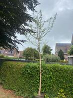 Ginkgo biloba in div maten va €139,00 pst, Ophalen of Verzenden, In pot