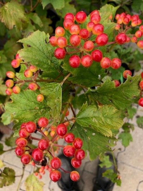 Gelderse Roos, Viburnum opulus 'Compactum' NU € 18,95, Tuin en Terras, Planten | Struiken en Hagen, Struik, Overige soorten, Minder dan 100 cm
