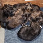 Bouvier/ berner sennen pups, Parvo, 8 tot 15 weken, Meerdere, Meerdere dieren