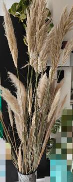 Pampas pluimen, Huis en Inrichting, Ophalen, Nieuw