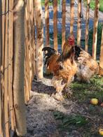 Gratis af te halen Brahma haan, Dieren en Toebehoren, Pluimvee, Mannelijk, Kip