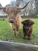 Schotse hooglander stierkalf, Dieren en Toebehoren, Runderen, Mannelijk