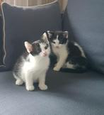 HELE LEUKE EN LIEVE  KITTENS, Dieren en Toebehoren, Katten en Kittens | Overige Katten, Kater