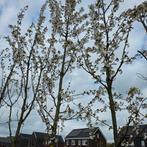 prunus Umineko (sierkers), Lente, 400 cm of meer, Volle zon, In pot