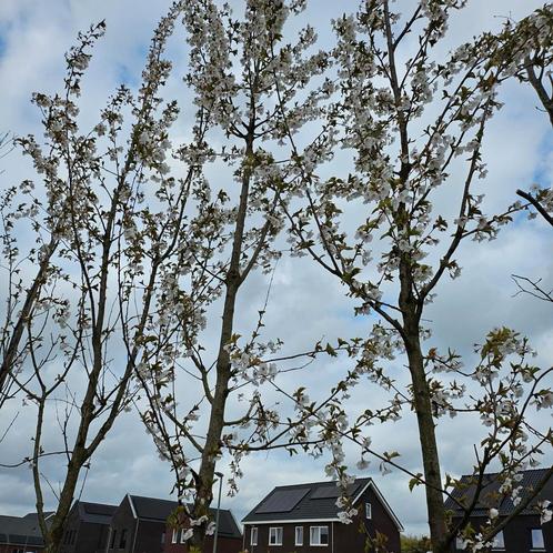 prunus Umineko (sierkers), Tuin en Terras, Planten | Bomen, Overige soorten, 400 cm of meer, Volle zon, Lente, In pot, Ophalen of Verzenden