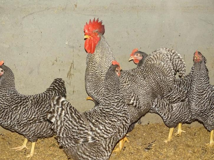 Jonge Amrock hennen, Dieren en Toebehoren, Pluimvee, Kip, Vrouwelijk
