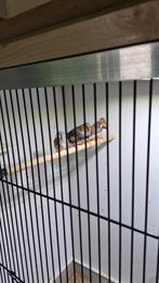 4 zebravinken, Meerdere dieren