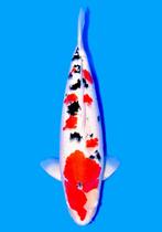 VHQ SANKE unieke koi TAMAURA power nisai -F- 55 cm HEESCHKOI, Karper of Koi