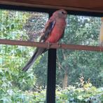 Twee bourke poppen te koop, Vrouwelijk, Parkiet
