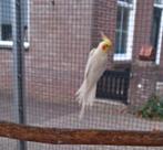 Parkieten, Dieren en Toebehoren, Vogels | Parkieten en Papegaaien, Vrouwelijk, Parkiet