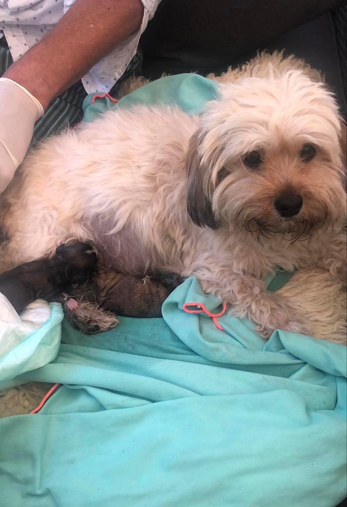 Gereserveerd!, Dieren en Toebehoren, Honden | Niet-rashonden, Klein, Teef, Particulier, Eén hond, Nederland, 6 jaar of ouder, CDV (hondenziekte)