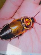 Wrattenvlek kakkerlakken., Overige soorten