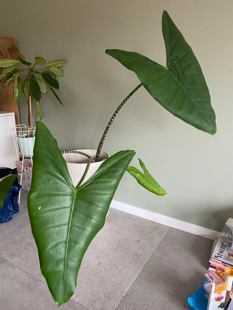 Olifantsoor (alocasia zebrina) 110cm / 120cm, Huis en Inrichting, Ophalen, Halfschaduw