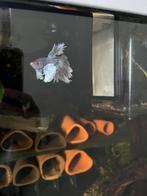 Siamese kempvis, Vis