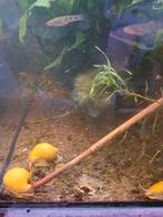 Yellow appelslakken, Vis