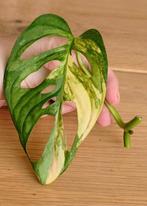 Monstera adansonii aurea variegata stek, Ophalen, Overige soorten, Minder dan 100 cm