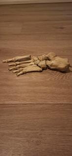 Echte mensen voet, skelet, Ophalen of Verzenden, Gebruikt, Schedel