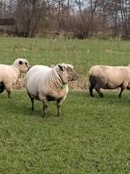 4 ooien, Vrouwelijk, Schaap