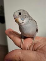 Mooi parkieten, Dieren en Toebehoren, Vogels | Parkieten en Papegaaien, Meerdere dieren, Parkiet, Geringd